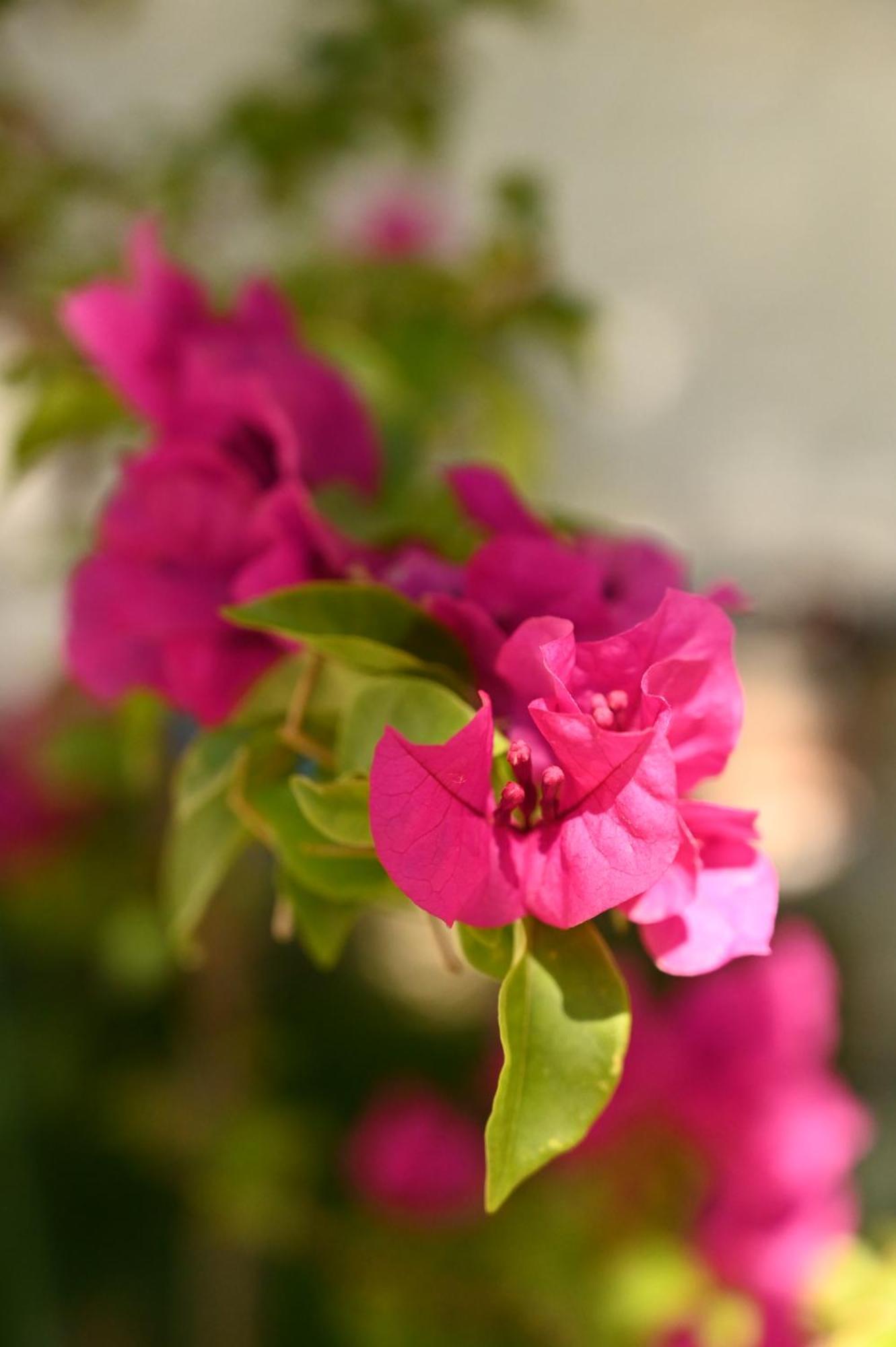 טיראנה Niche Boutique Hotel מראה חיצוני תמונה